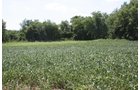 Property photo 5 - 78 Acres offered in 1 tract